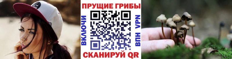 закладка Красково Псилоцибиновые грибы Psilocybe